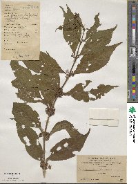 Callicarpa dichotoma image