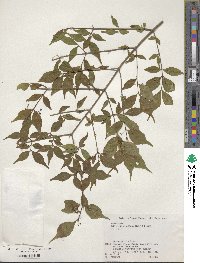 Callicarpa dichotoma image