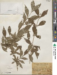 Callicarpa dichotoma image