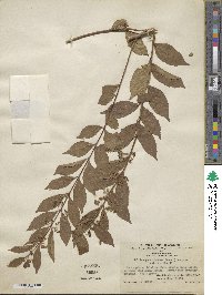 Callicarpa dichotoma image