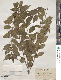 Callicarpa dichotoma image