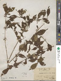 Callicarpa dichotoma image