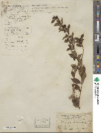 Callicarpa dichotoma image