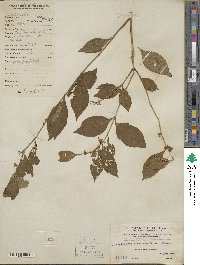 Callicarpa dichotoma image