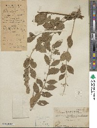 Callicarpa dichotoma image