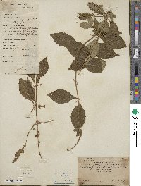 Callicarpa dichotoma image