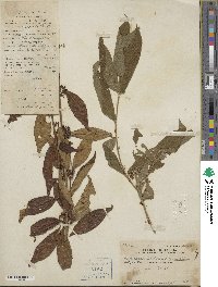 Callicarpa dichotoma image