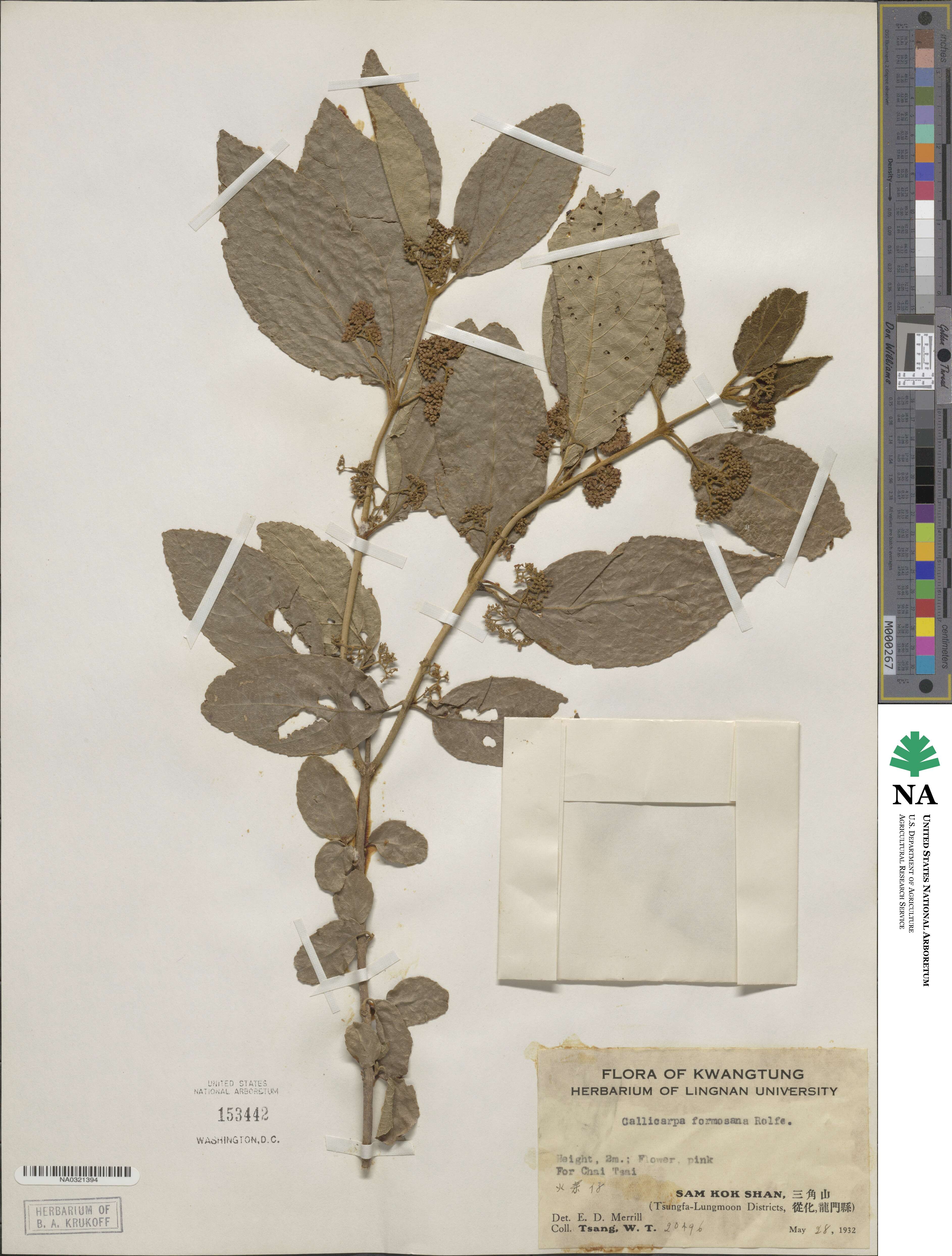 Callicarpa pedunculata image
