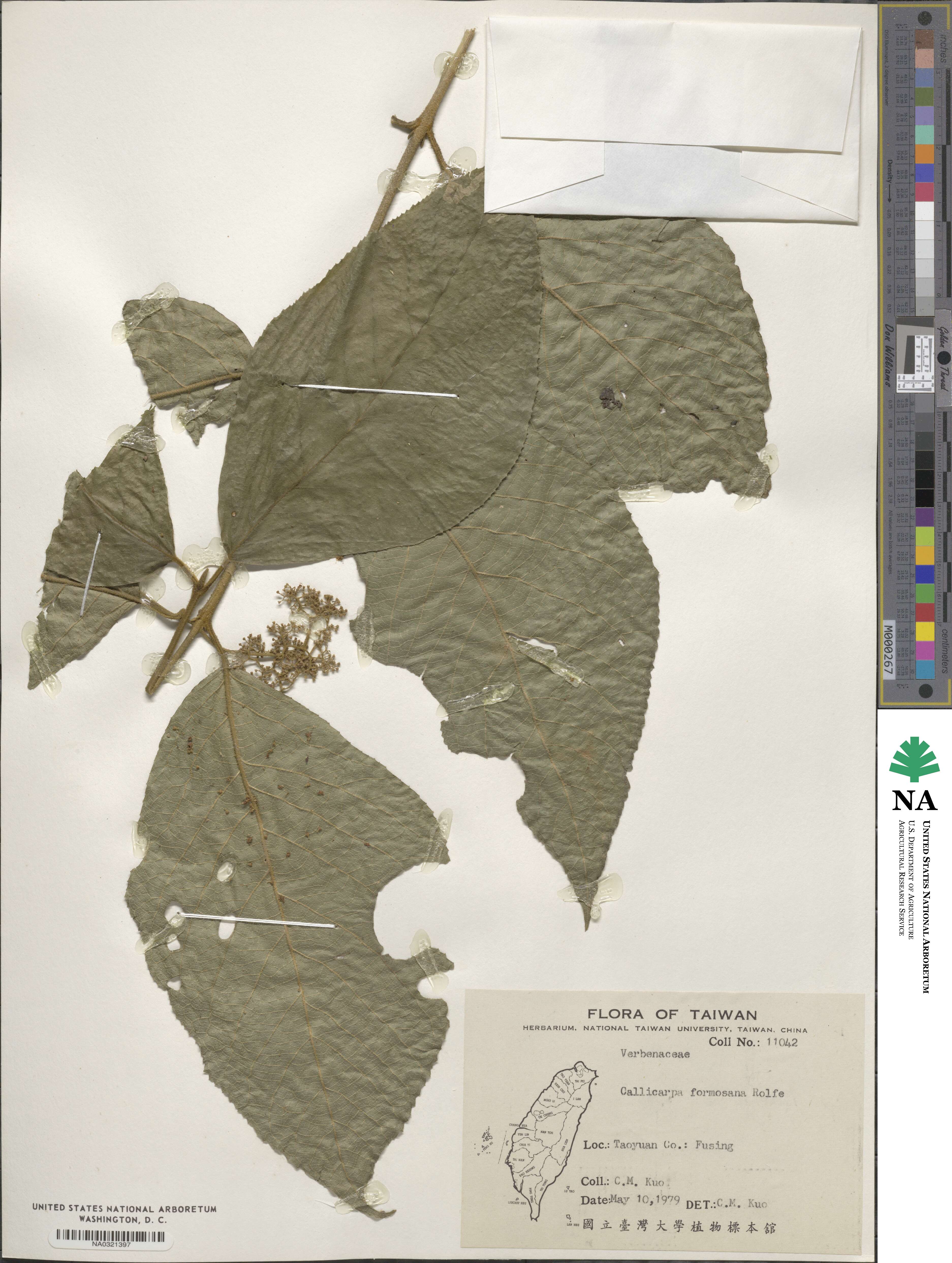 Callicarpa pedunculata image