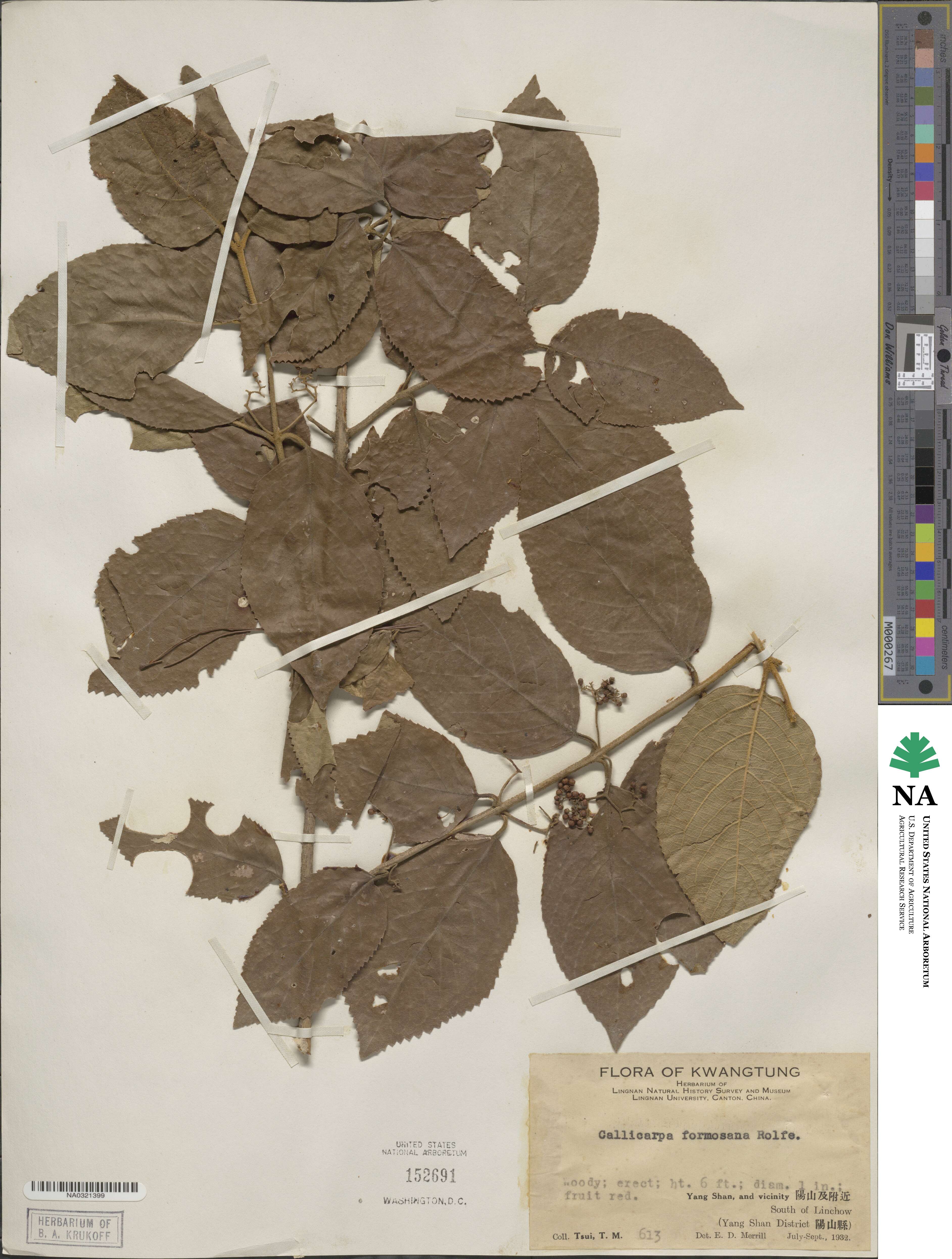 Callicarpa pedunculata image