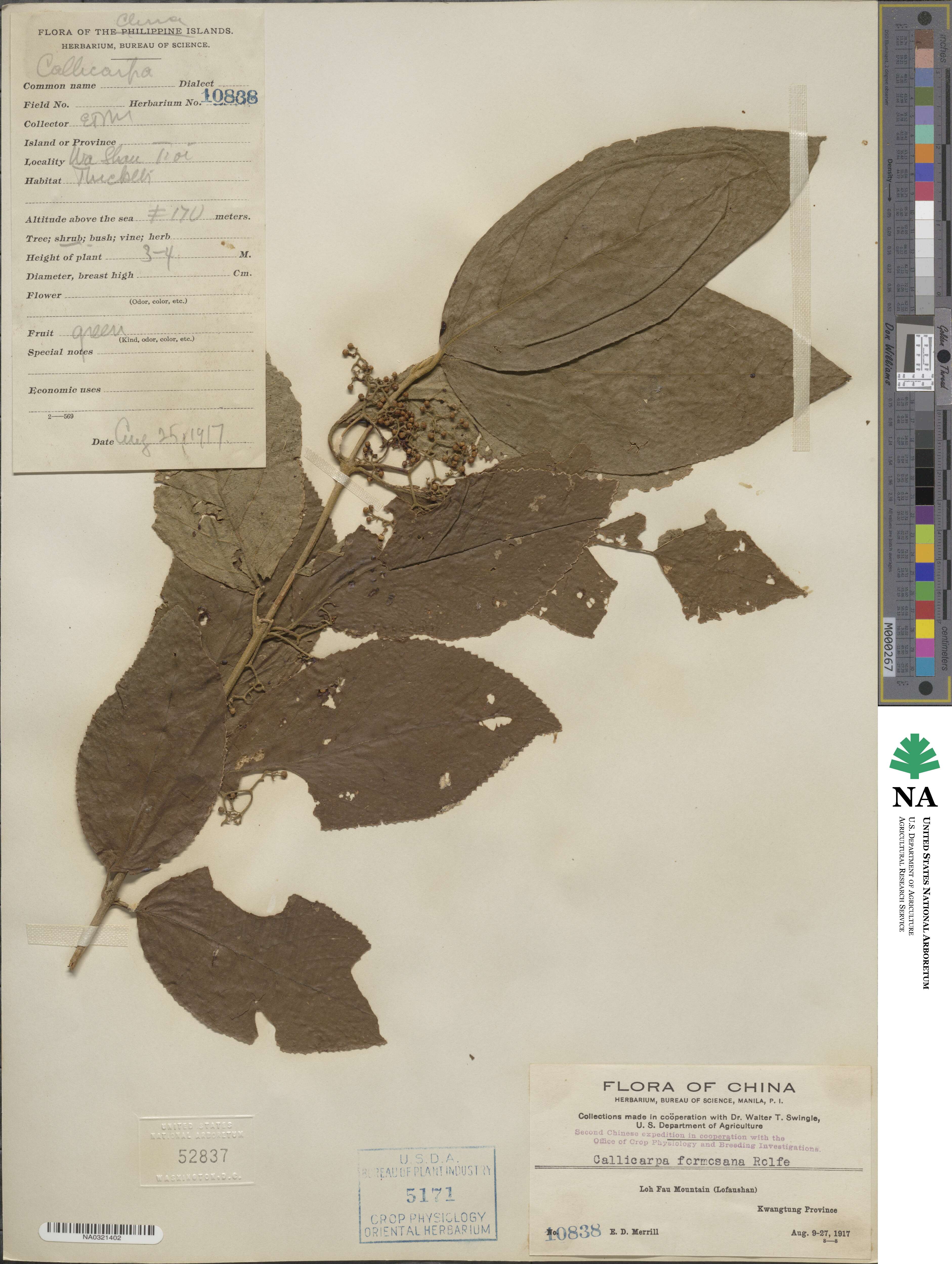 Callicarpa pedunculata image