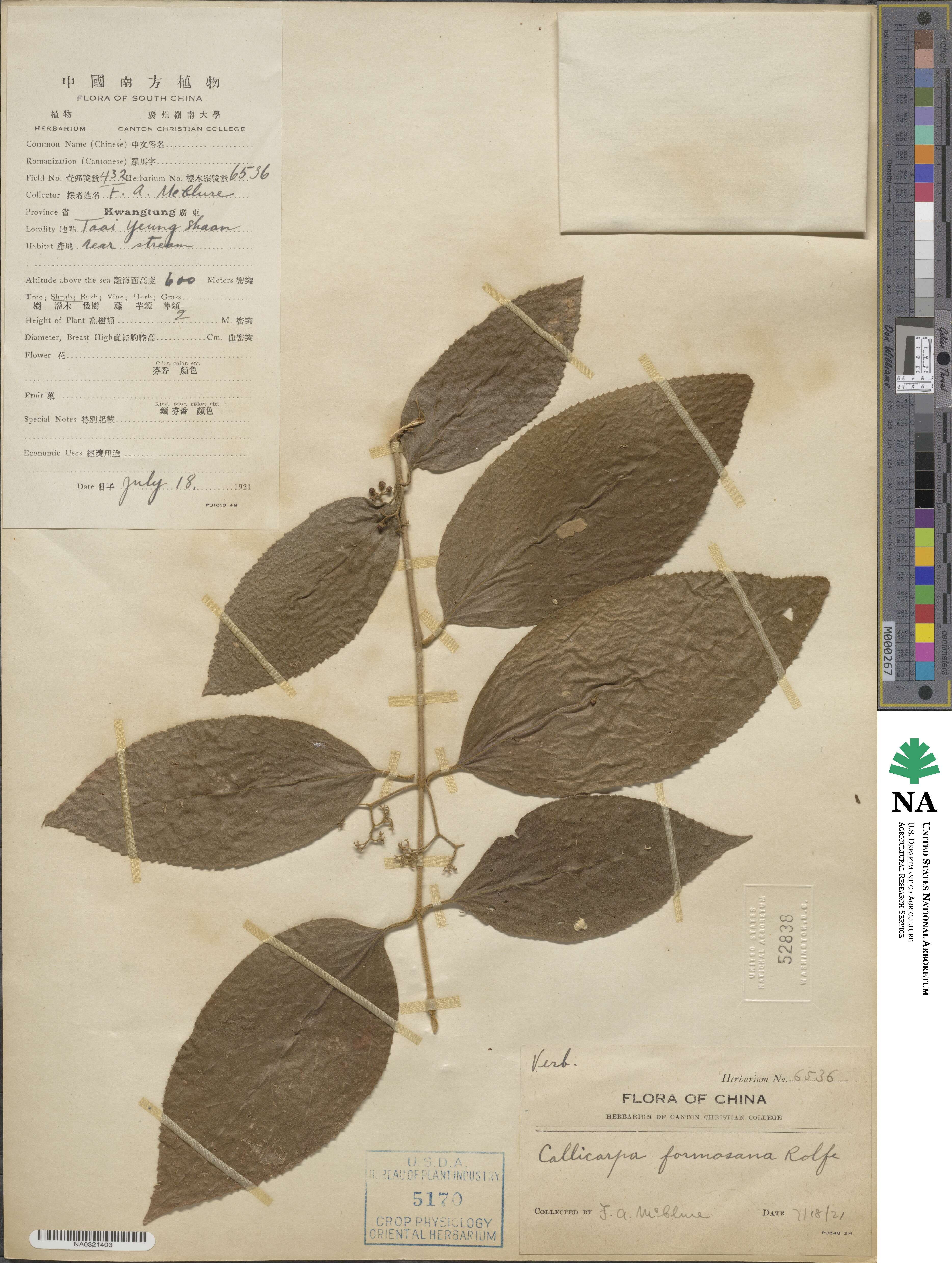 Callicarpa pedunculata image