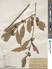 Callicarpa bodinieri image