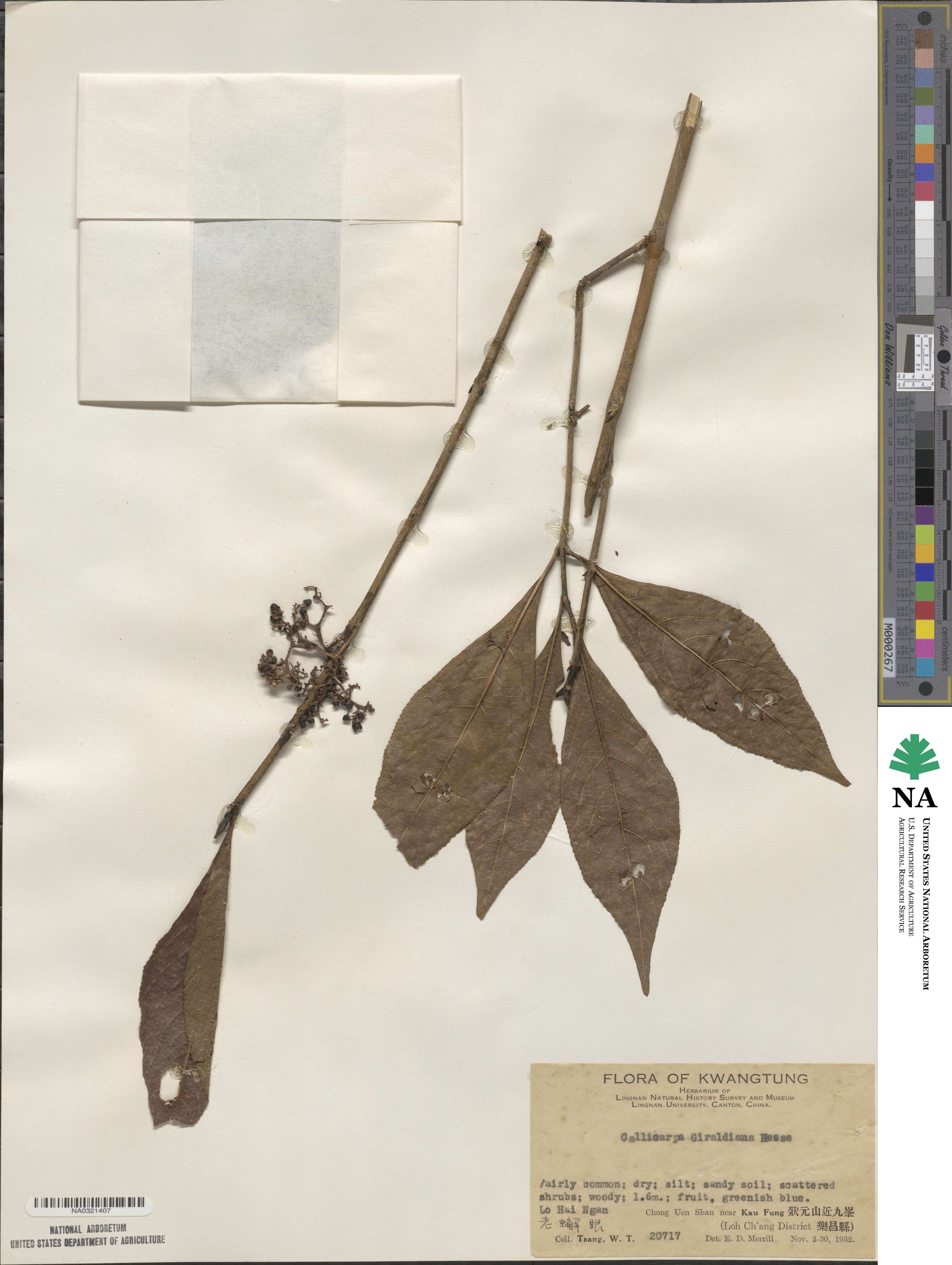 Callicarpa bodinieri image
