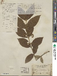 Callicarpa bodinieri image