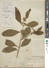 Image of Callicarpa longifolia