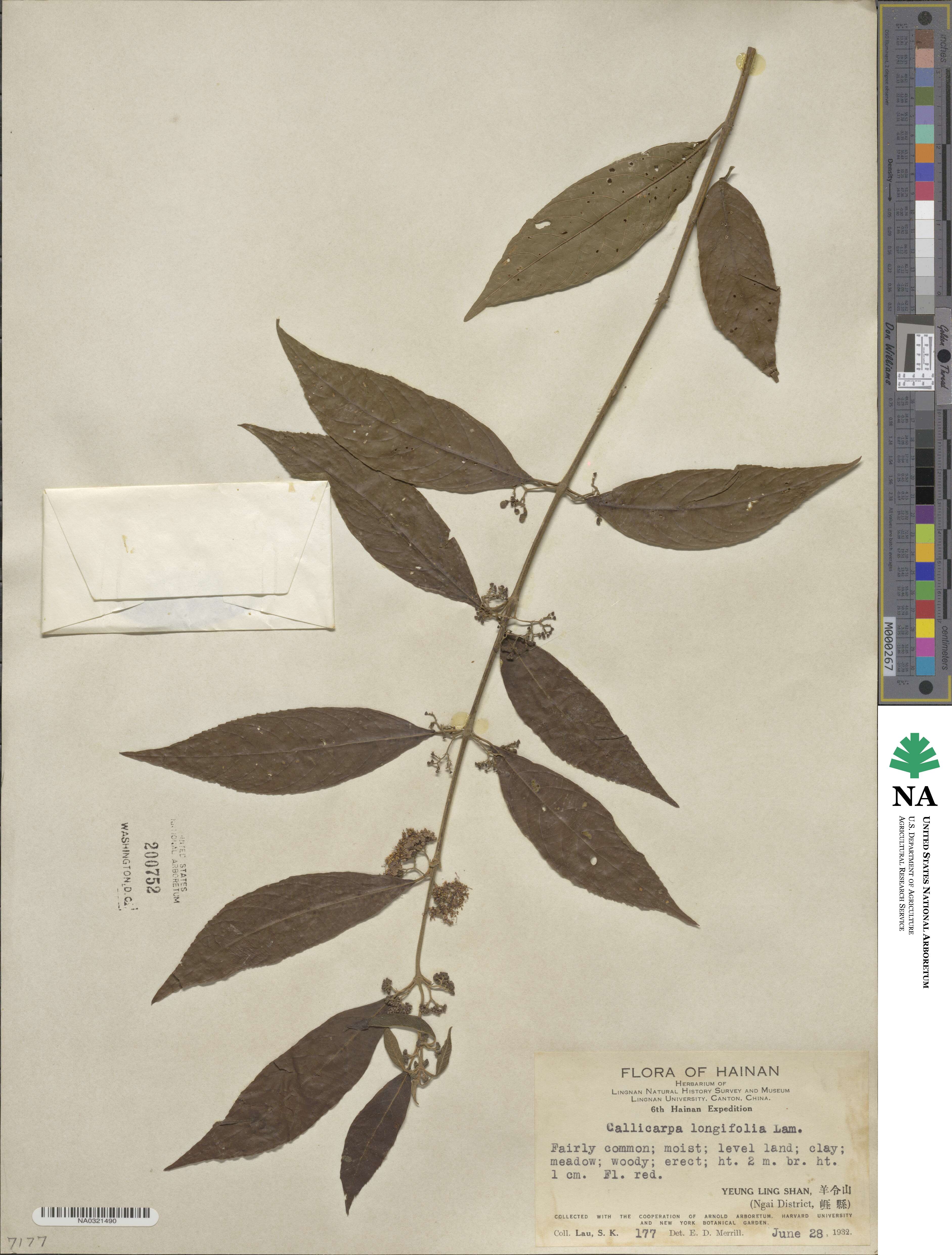 Callicarpa longifolia image