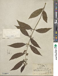 Callicarpa longifolia image