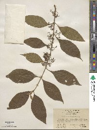 Callicarpa longifolia image