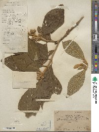 Callicarpa kochiana image