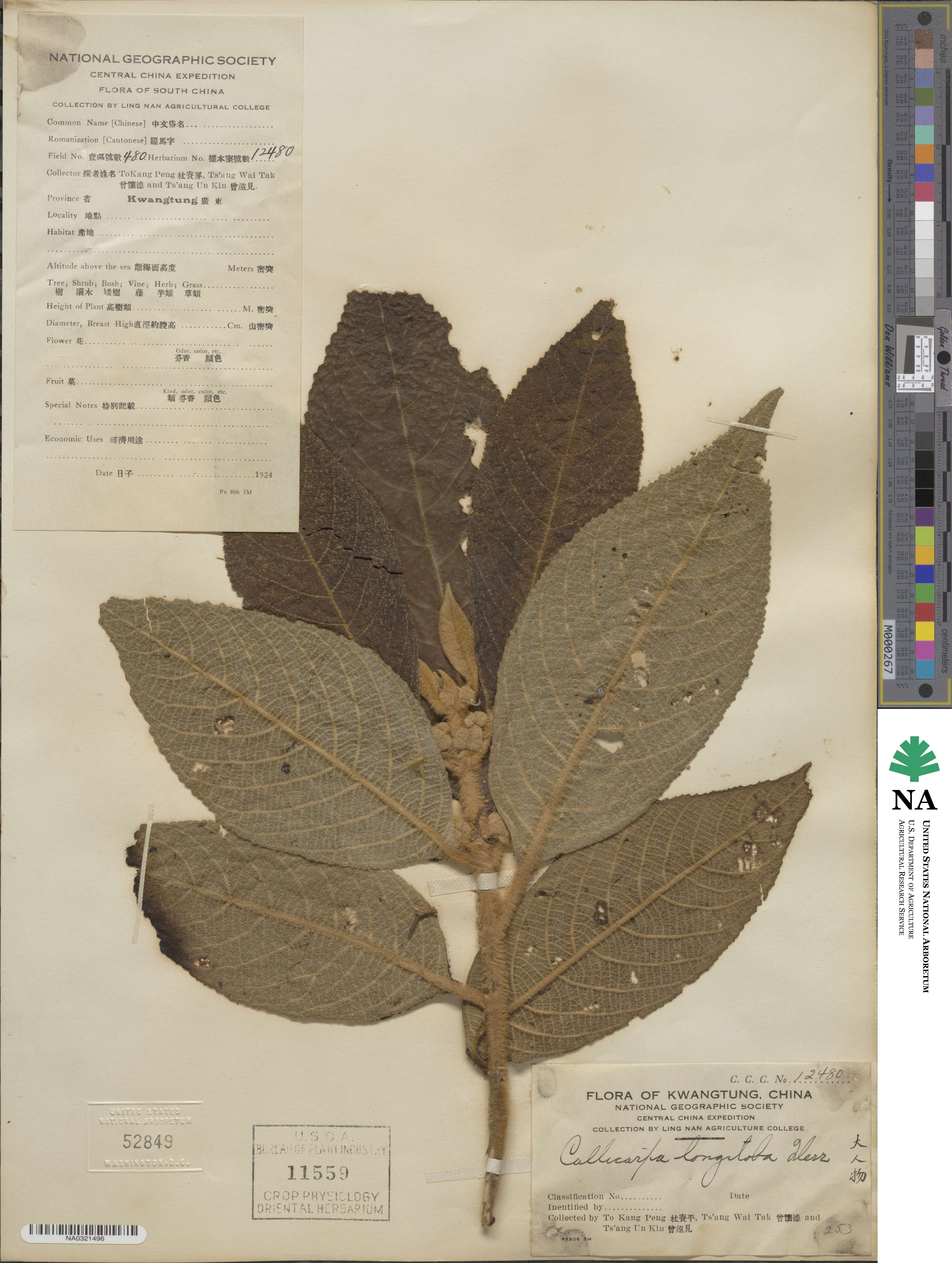 Callicarpa kochiana var. kochiana image