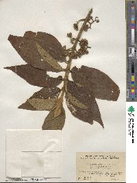 Callicarpa loureiri image