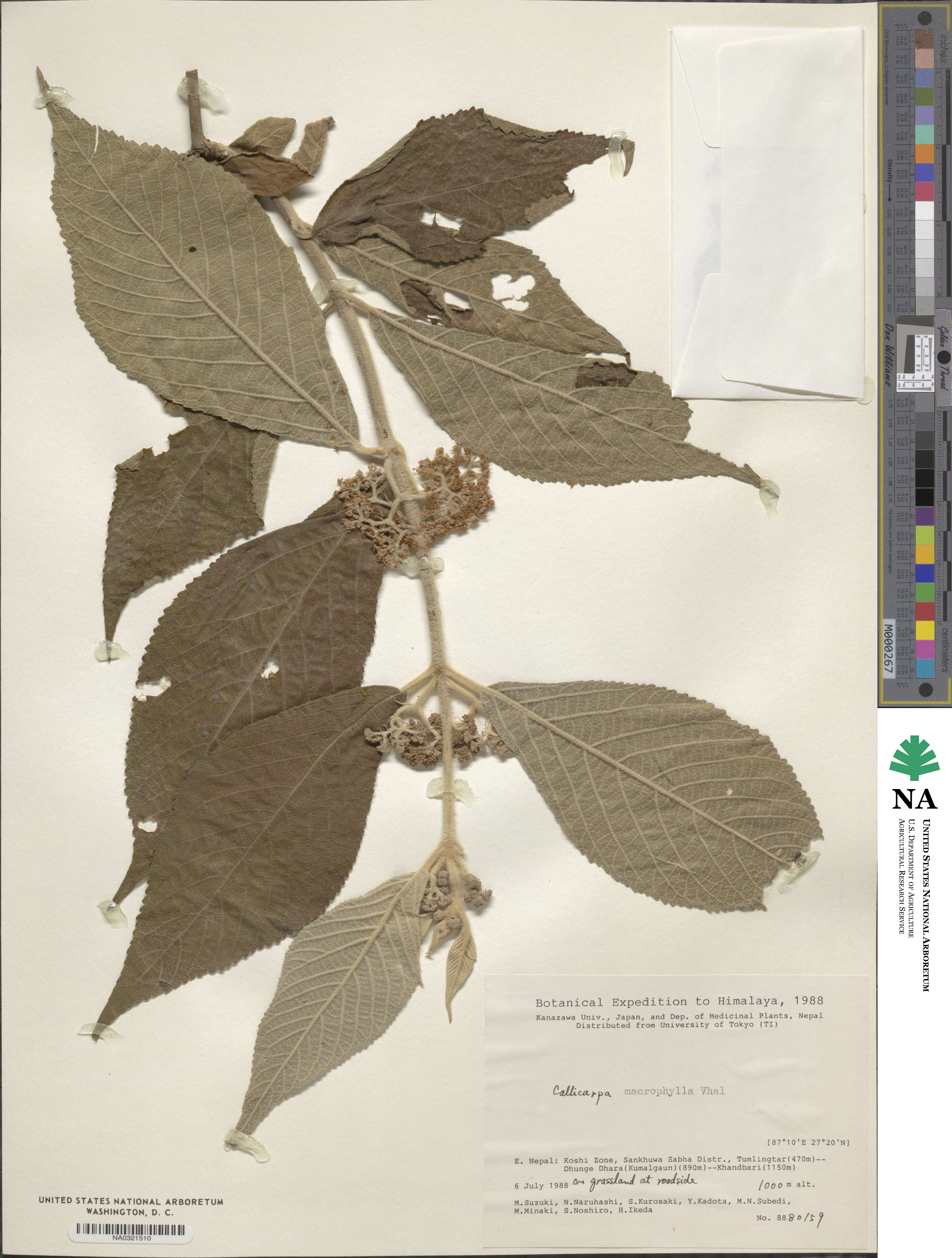 Callicarpa macrophylla image