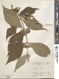 Image of Callicarpa macrophylla