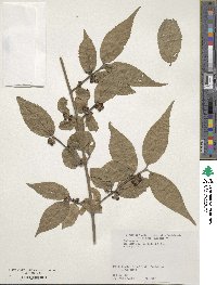 Callicarpa mollis image