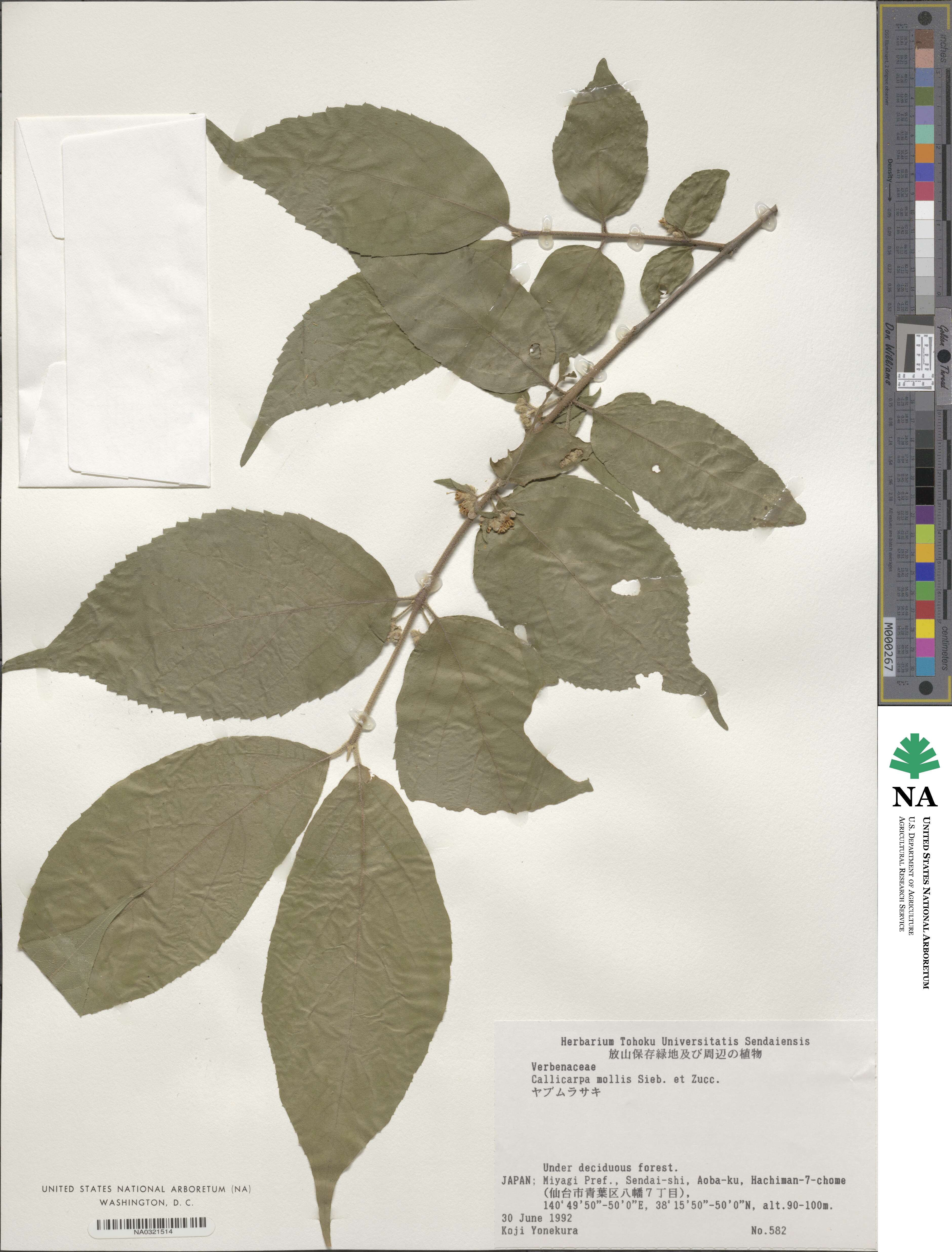 Callicarpa mollis image
