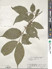 Callicarpa mollis image