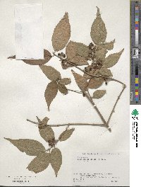 Callicarpa mollis image