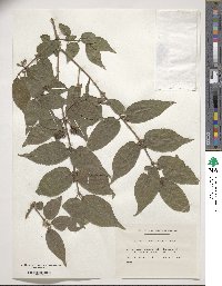 Callicarpa mollis image