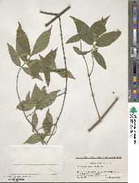 Callicarpa mollis image