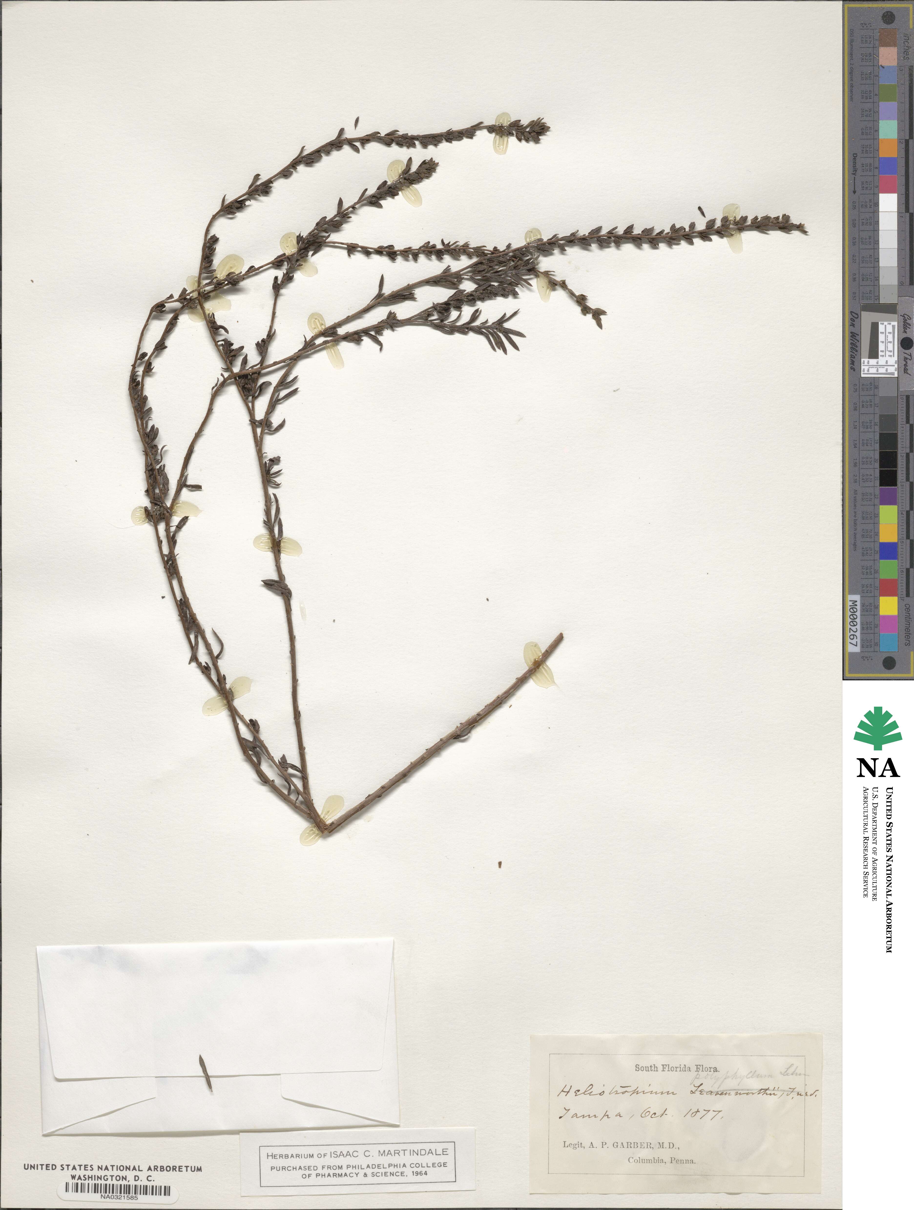 Euploca polyphylla image