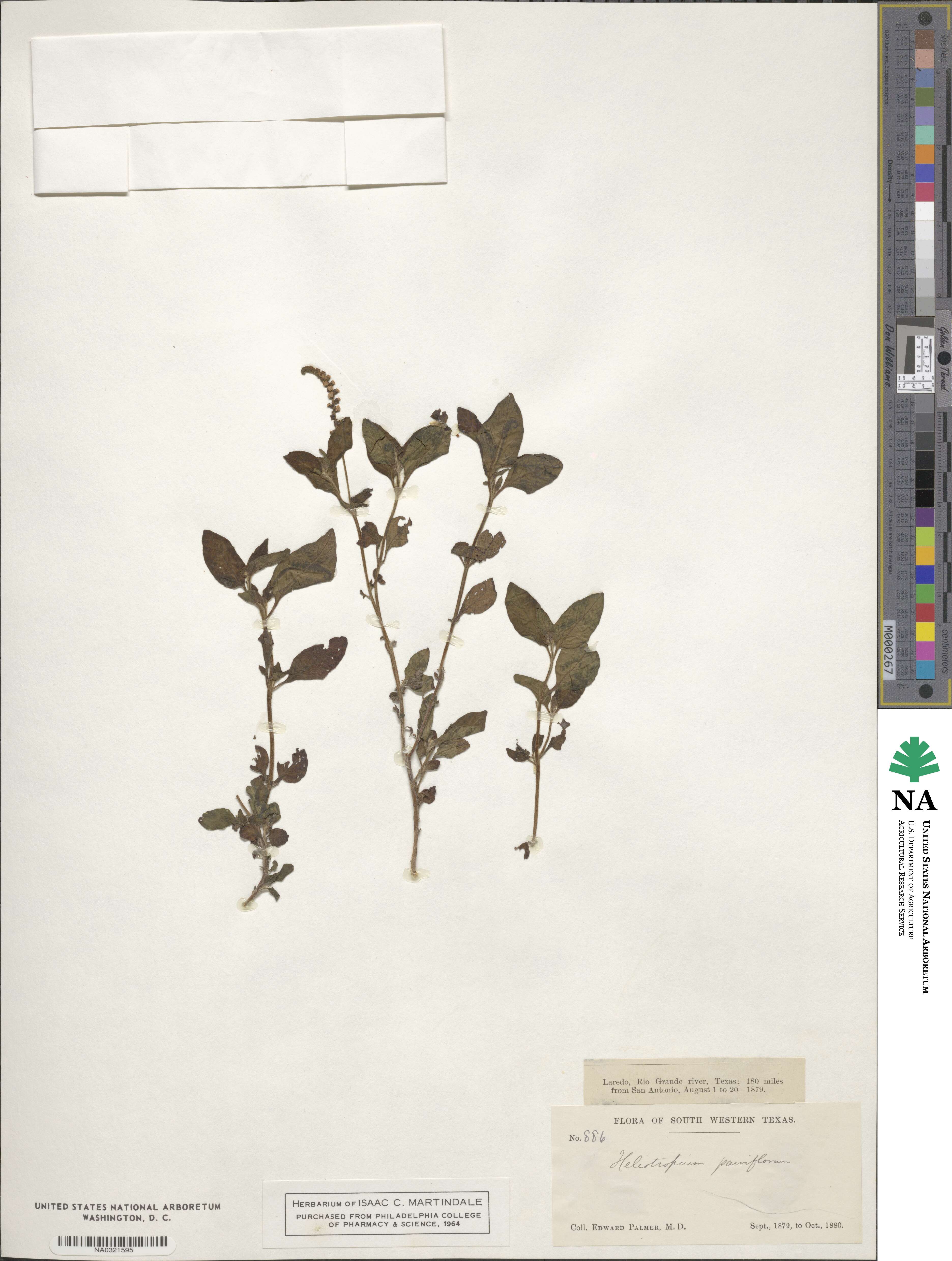 Heliotropium parviflorum image