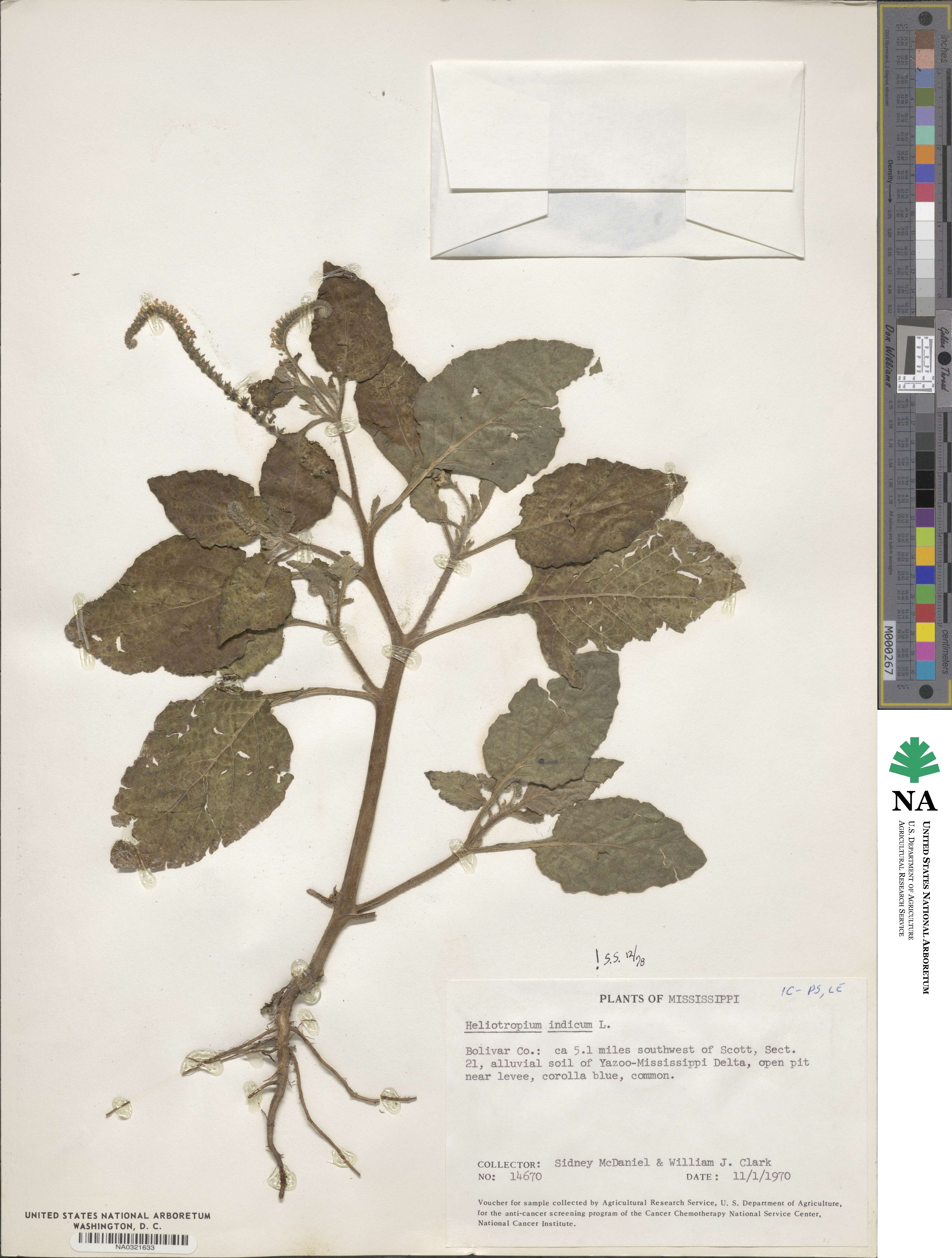 Heliotropium indicum image