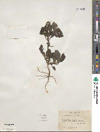 Heliotropium indicum image