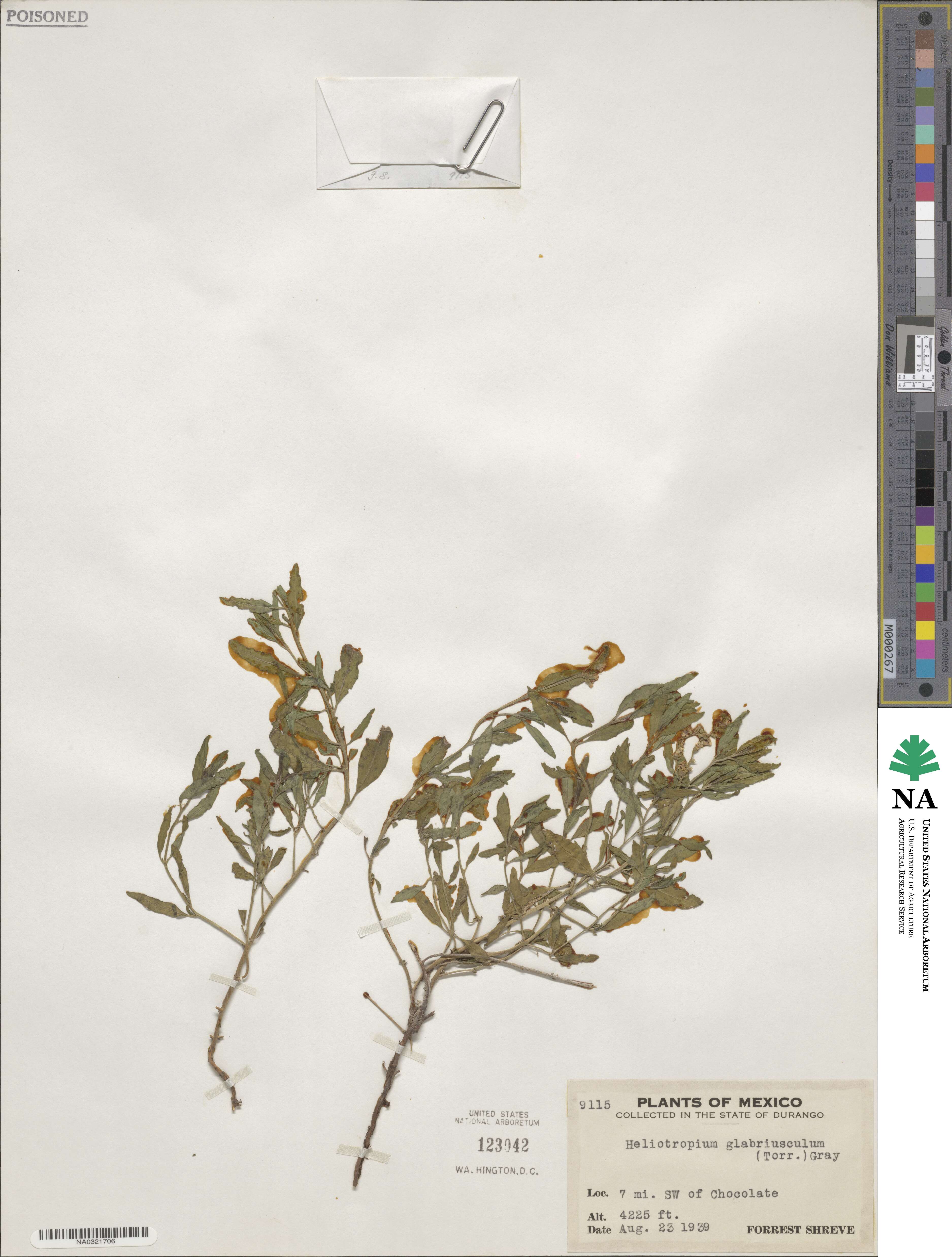 Heliotropium glabriusculum image