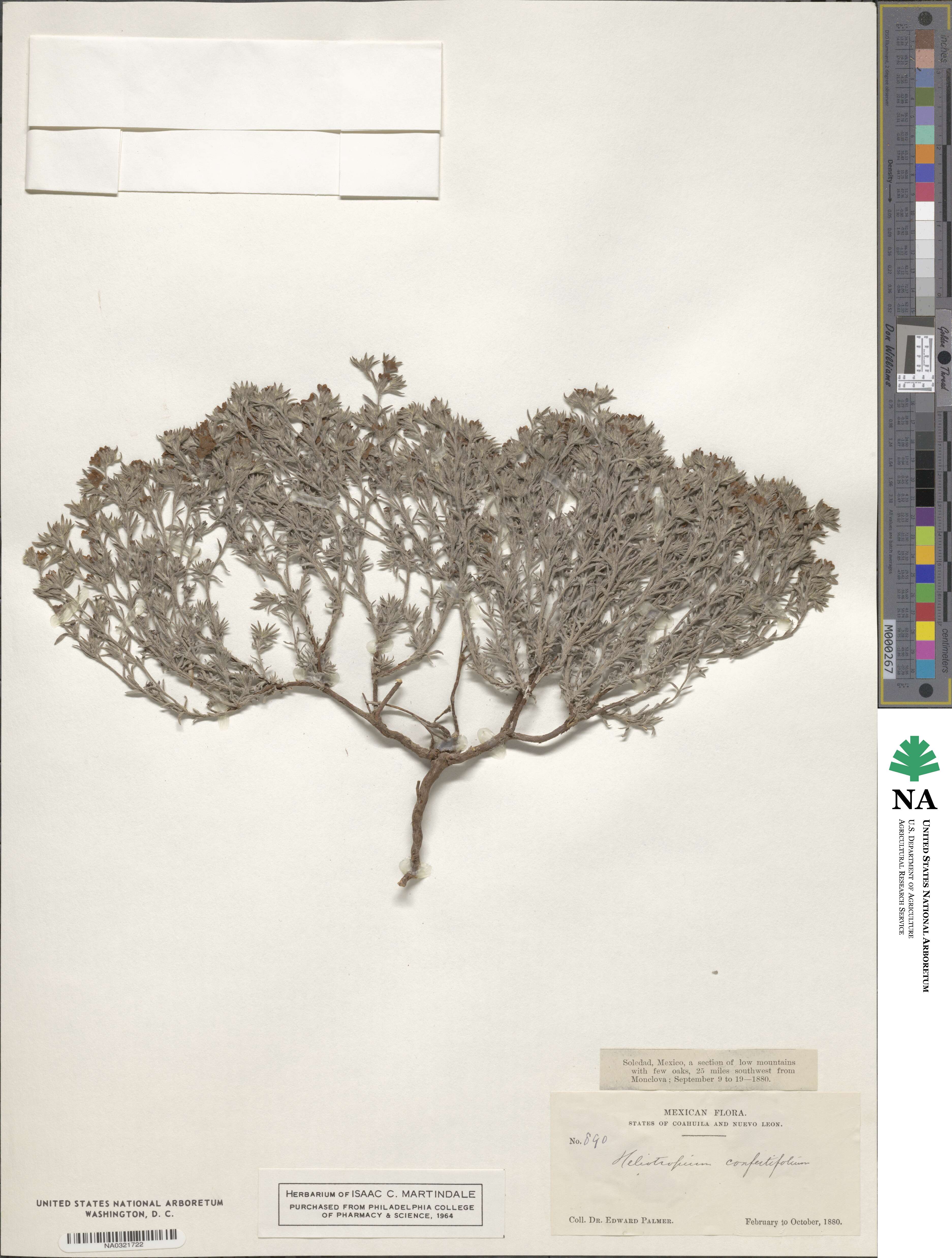 Heliotropium confertifolium image