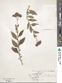 Heliotropium arborescens image