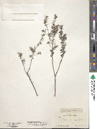 Image of Heliotropium angustifolium