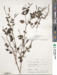 Euploca procumbens image