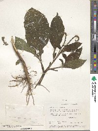 Heliotropium indicum image