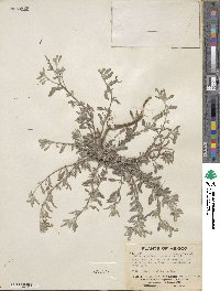 Euploca procumbens image