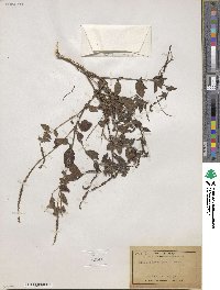 Euploca pauciflora image