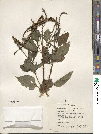 Heliotropium indicum image