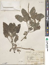 Heliotropium indicum image