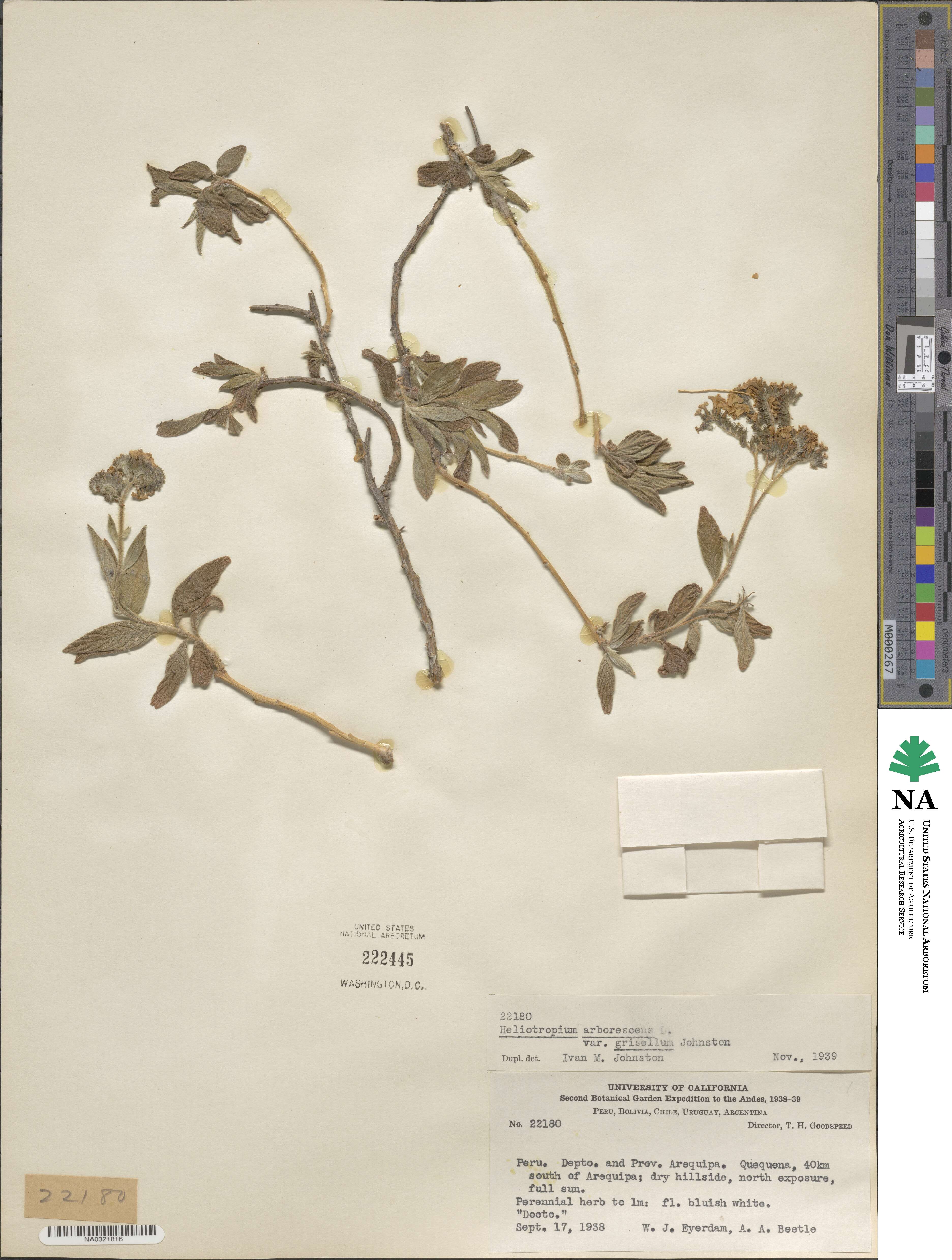 Heliotropium arborescens image