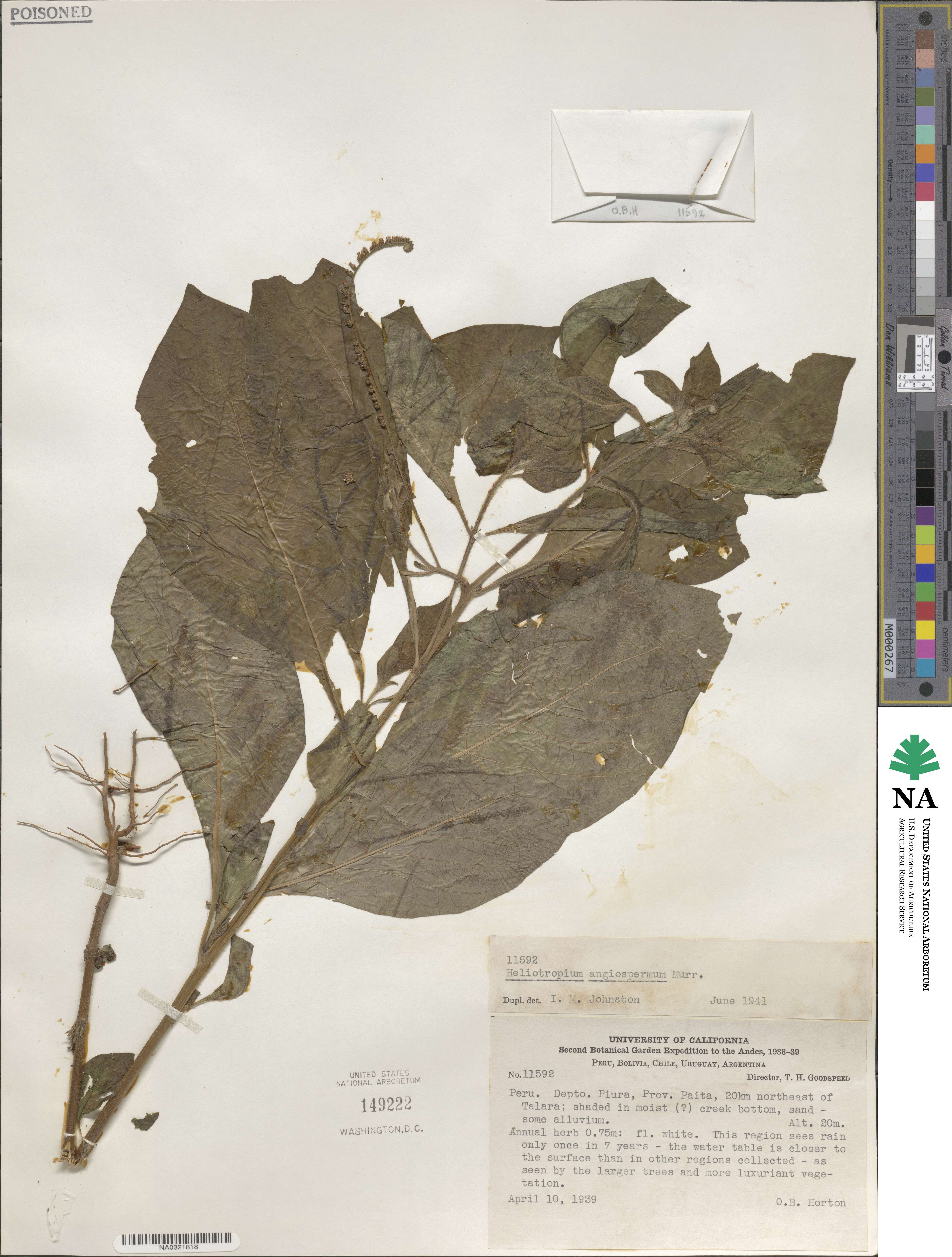 Heliotropium angiospermum image
